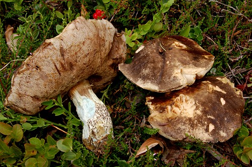 Leccinum variicolor Leccinum variicolor