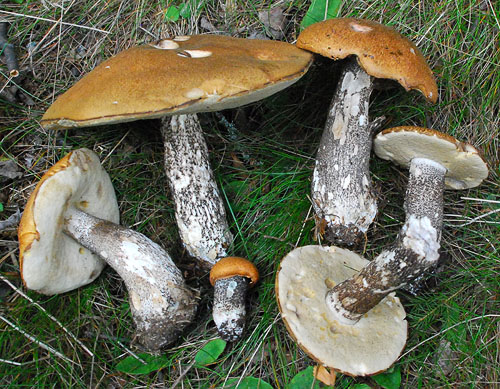 Leccinum versipelle Leccinum versipelle