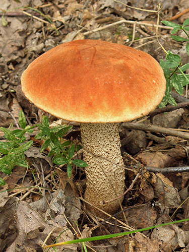 Leccinum versipelle Leccinum versipelle