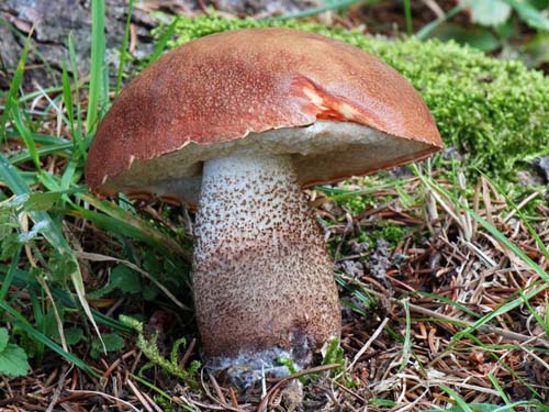 Leccinum vulpinum Leccinum vulpinum