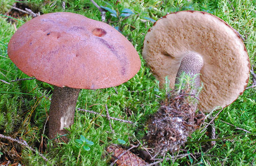 Leccinum vulpinum Leccinum vulpinum