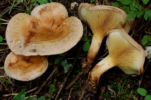 Paxillus ammoniavirescens Paxillus ammoniavirescens
