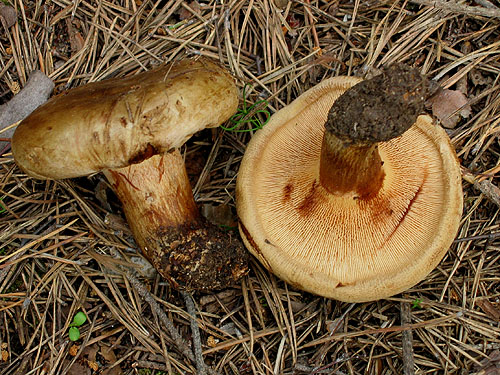 Paxillus involutus Paxillus involutus