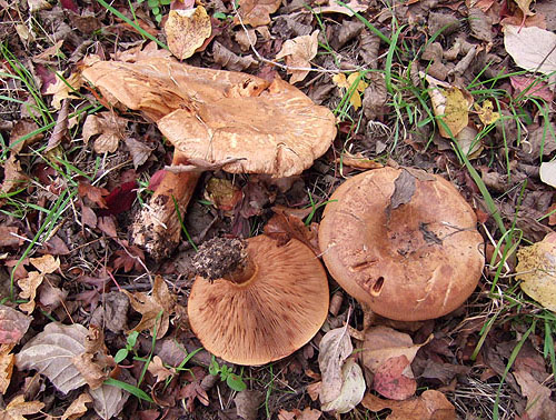 Paxillus obscurisporus Paxillus obscurisporus