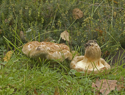 Paxillus obscurisporus Paxillus obscurisporus