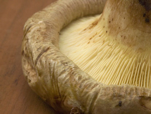 Paxillus obscurisporus Paxillus obscurisporus