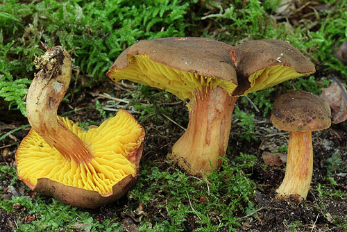 Phylloporus pelletieri Phylloporus pelletieri