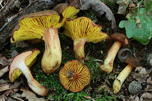 Phylloporus pelletieri Phylloporus pelletieri
