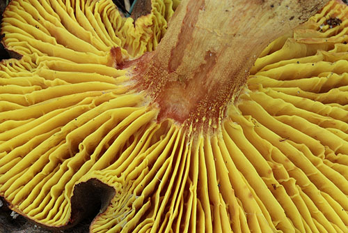 Phylloporus pelletieri Phylloporus pelletieri