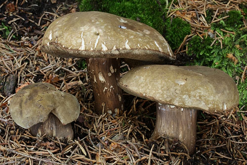 Porphyrellus porphyrosporus Porphyrellus porphyrosporus