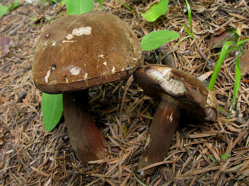 Porphyrellus porphyrosporus Porphyrellus porphyrosporus