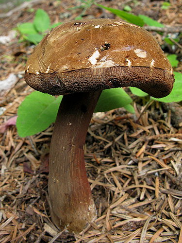 Porphyrellus porphyrosporus Porphyrellus porphyrosporus