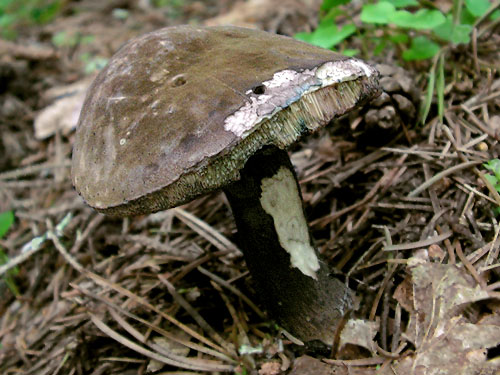 Porphyrellus porphyrosporus Porphyrellus porphyrosporus