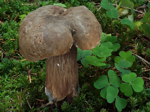 Porphyrellus porphyrosporus Porphyrellus porphyrosporus