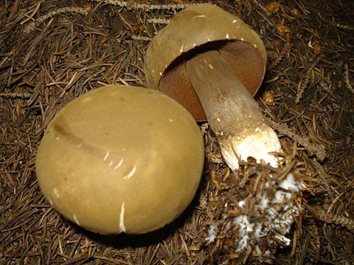 Porphyrellus porphyrosporus Porphyrellus porphyrosporus