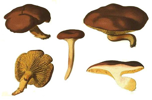 Phylloporus pelletieri Phylloporus pelletieri