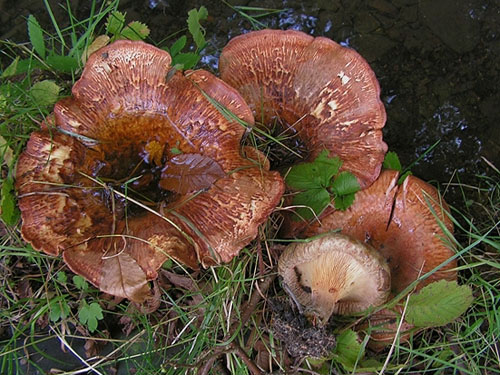 Paxillus validus Paxillus validus