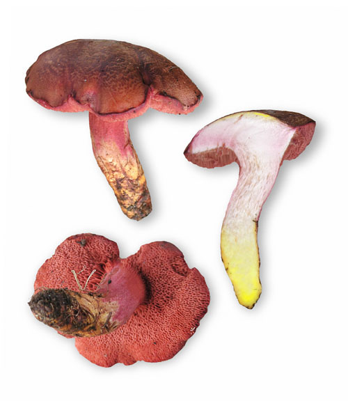 Rubinoboletus rubinus Rubinoboletus rubinus