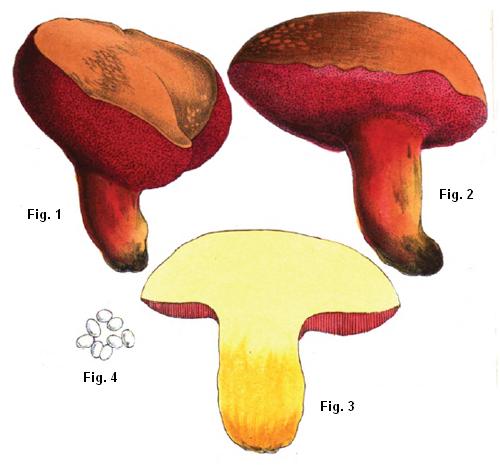Rubinoboletus rubinus Rubinoboletus rubinus