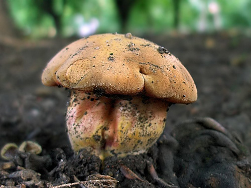 Rubinoboletus rubinus Rubinoboletus rubinus