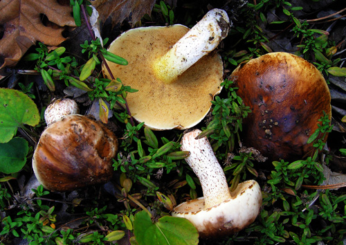 Suillus bellinii Suillus bellinii