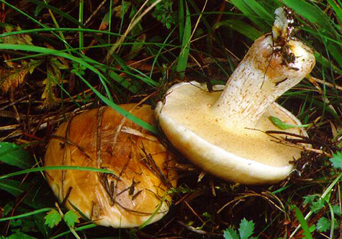 Suillus bellinii Suillus bellinii