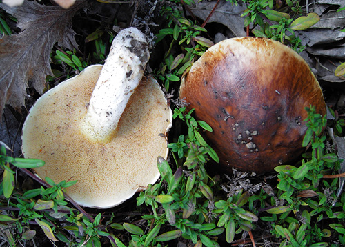 Suillus bellinii Suillus bellinii