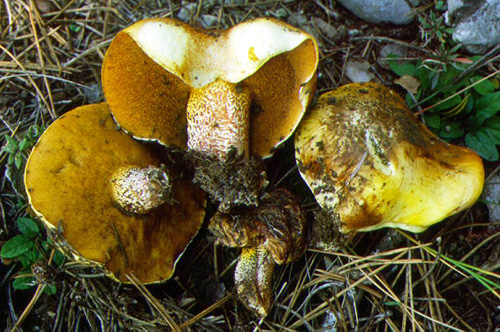 Suillus bellinii Suillus bellinii