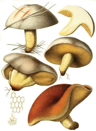 Suillus bellinii Suillus bellinii