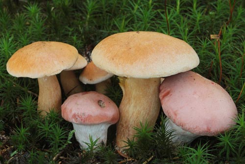 Gomphidius roseus & Suillus bovinus