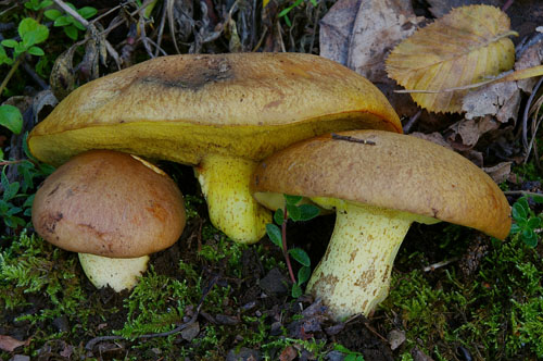Suillus collinitus Suillus collinitus