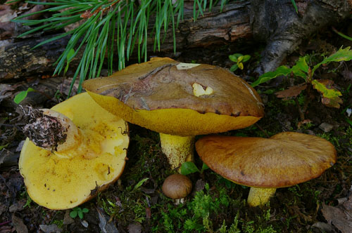 Suillus collinitus Suillus collinitus