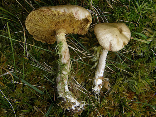 Suillus flavidus Suillus flavidus
