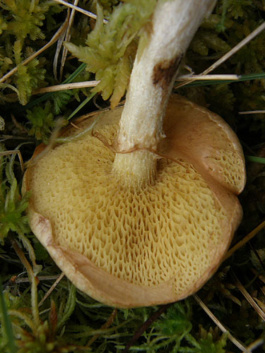 Suillus flavidus Suillus flavidus