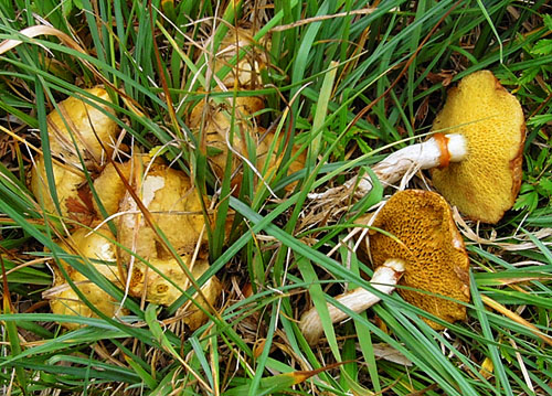 Suillus flavidus Suillus flavidus