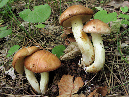 Suillus granulatus Suillus granulatus