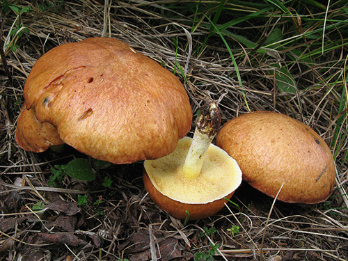 Suillus granulatus Suillus granulatus