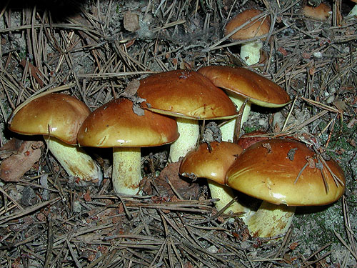 Suillus granulatus Suillus granulatus