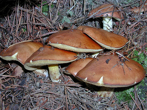 Suillus granulatus Suillus granulatus