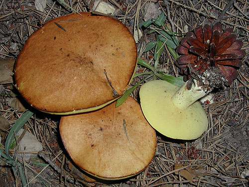 Suillus granulatus Suillus granulatus
