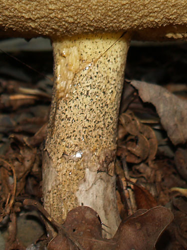Suillus granulatus Suillus granulatus