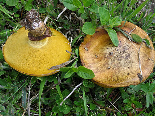 Suillus luteus Suillus luteus
