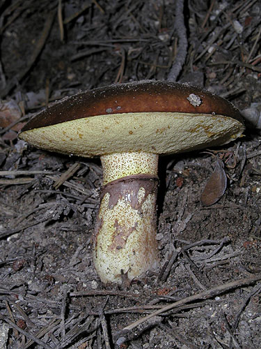 Suillus luteus