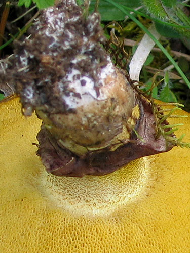 Suillus luteus Suillus luteus