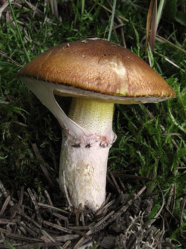 Suillus luteus Suillus luteus