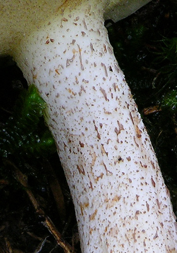 Suillus placidus Suillus placidus