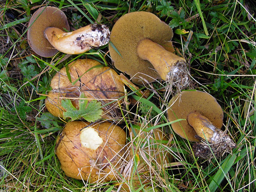 Suillus plorans Suillus plorans