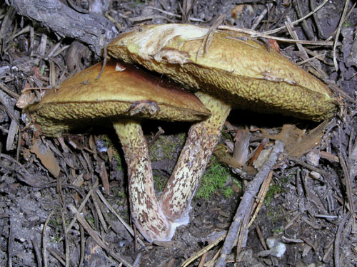 Suillus sibiricus Suillus sibiricus