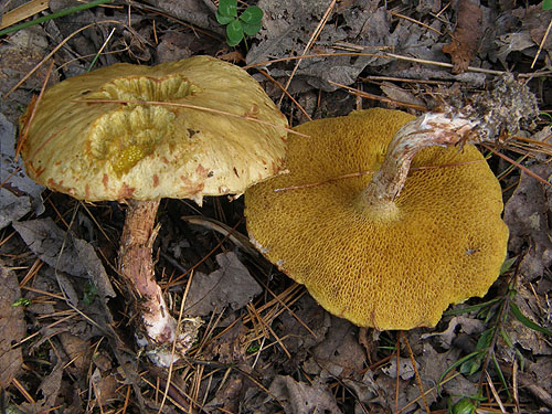 Suillus sibiricus Suillus sibiricus
