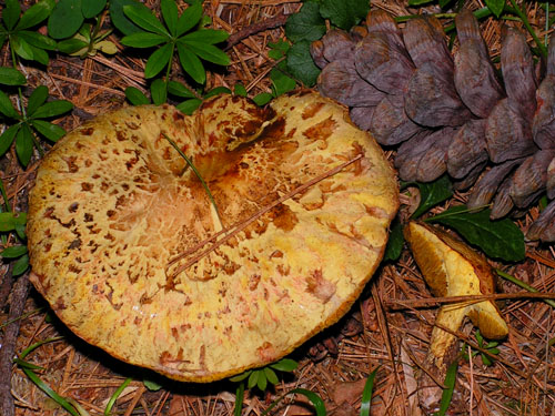 Suillus sibiricus Suillus sibiricus